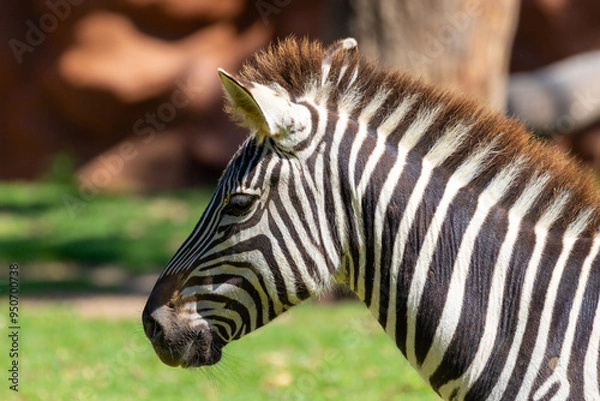Obraz zebra close up