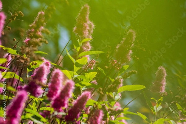 Obraz Summer dacha atmosphere on the Kola Peninsula. Flowers in the garden