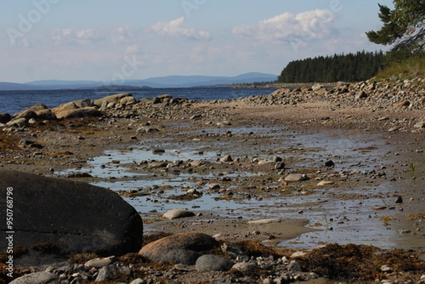 Obraz The coastline of the White Sea, in summer, in July, in the Murmansk region, in the north.Tourism, deserted place of rest