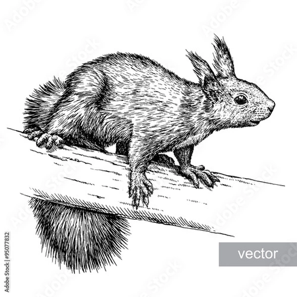 Fototapeta engrave squirrel illustration