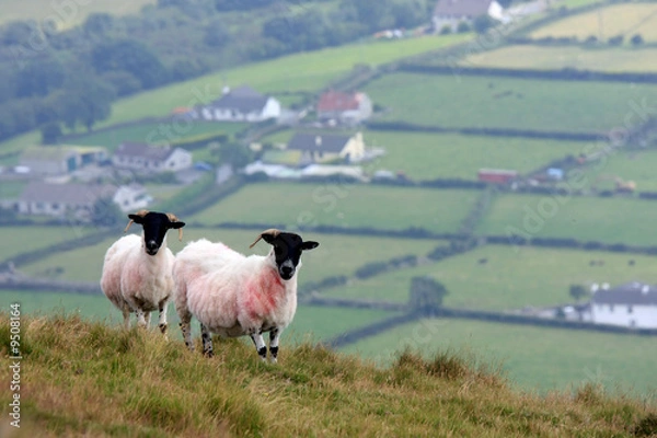 Fototapeta Sheep on the hills