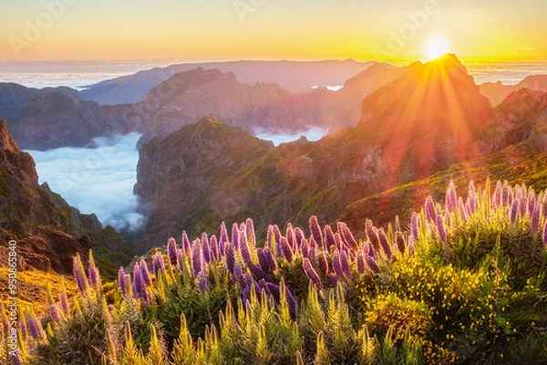 Fototapeta View from Pico do Arieiro of mountains over clouds with Pride of Madeira flowers and blooming Cytisus shrubs on sunset with sunburst. Madeira island, Portugal