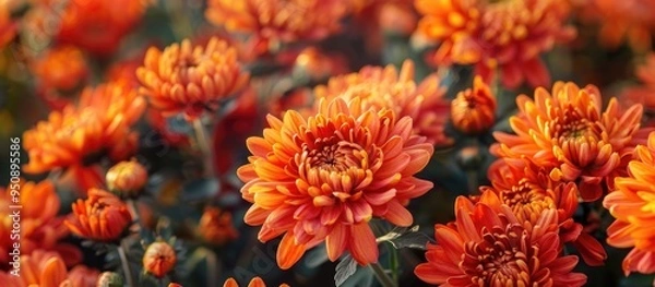 Obraz Beautiful Orange Big Chrysanthemums In Autumn Garden