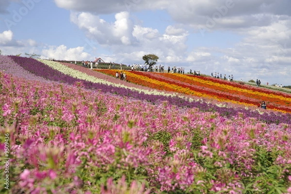 Fototapeta 美瑛 四季彩の丘