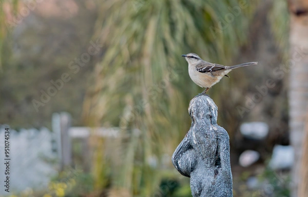 Obraz Calandria argentina
