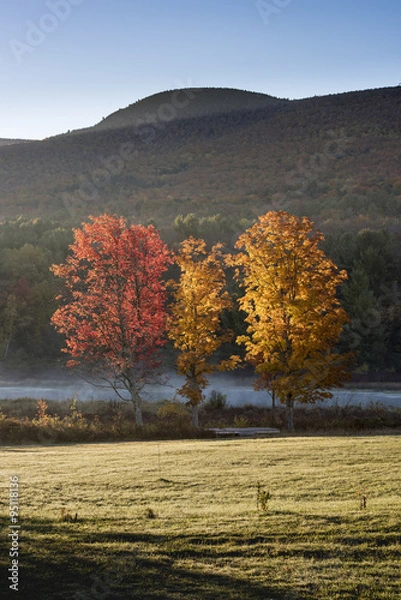 Obraz Three Brightly Colored Maple Trees in Autumn in Catskill Mountains