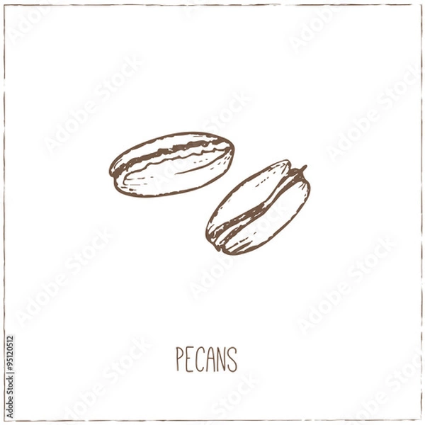 Fototapeta Nuts. Sketches. Hand-drawing.