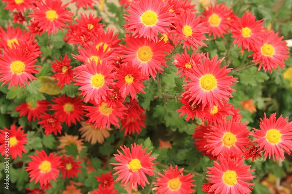 Fototapeta red flowers backgropund