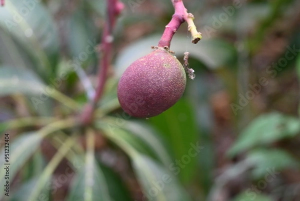 Fototapeta 石垣島のマンゴー