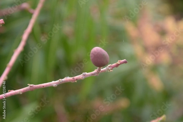 Fototapeta 石垣島のマンゴー