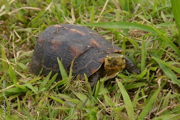 Fototapeta 石垣島のカメ