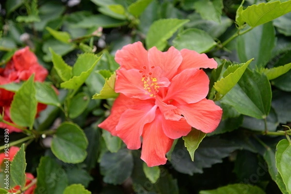 Fototapeta 沖縄の植物