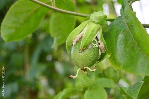Fototapeta 沖縄の植物