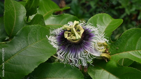 Fototapeta 南国の花