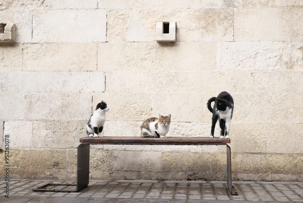 Fototapeta Three Adorable Cats Sitting Together on a Charming Bench Against a Vintage Stone Wall