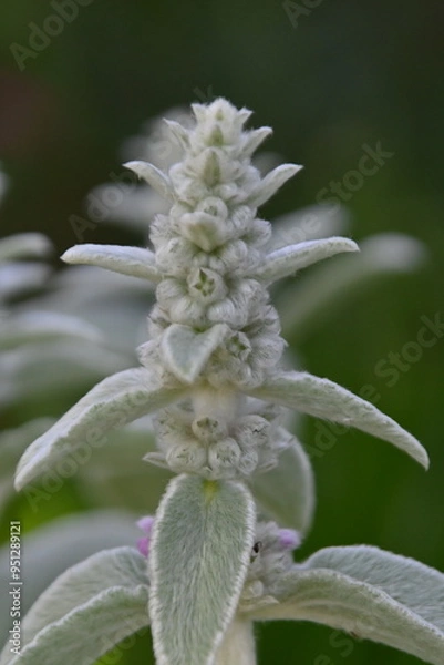 Fototapeta 北海道の植物