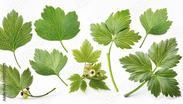 Obraz Set of Current and leaves, isolated on white background