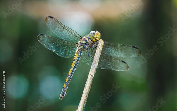 Fototapeta  Dragonfly perched on a tree branch and nature background.