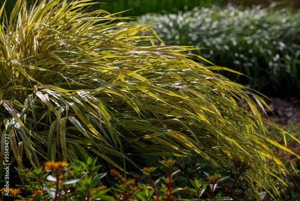 Fototapeta  Yellow tuft of Japanese forest grass, Hakonechloa macra aureola. Ornamental Grass - Hakonechloa macra- in autumn garden