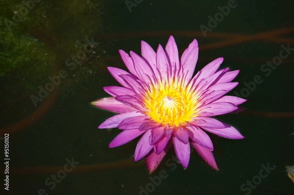 Obraz Violet Lotus Flower