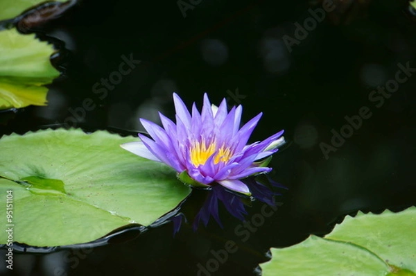 Obraz purple Lotus Flower