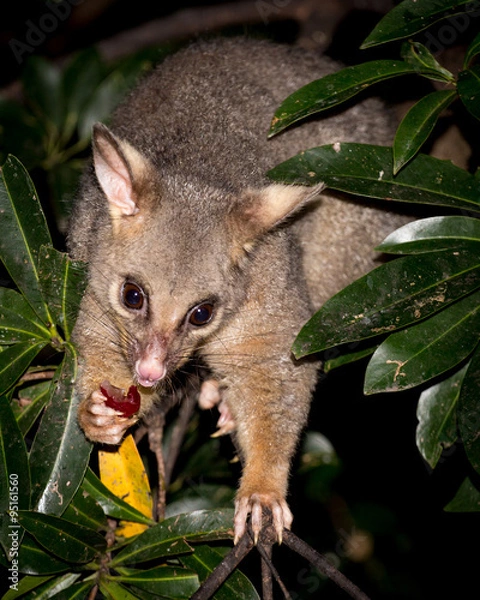 Obraz brush-tail possum
