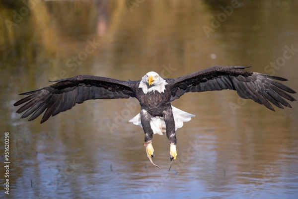 Obraz bald eagle in flight