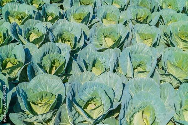 Obraz 野菜畑
