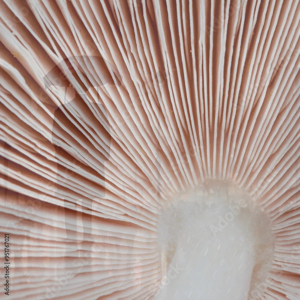 Fototapeta close up of a mushroom