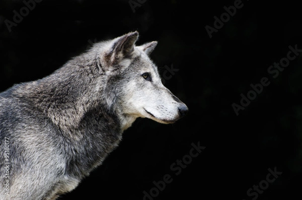 Fototapeta Wolf