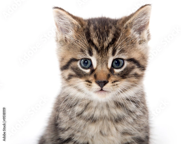 Obraz Cute tabby kitten crying on white