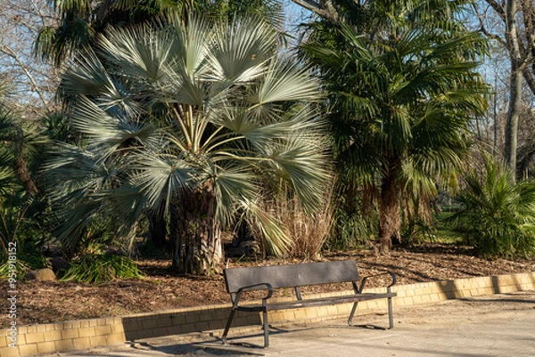 Fototapeta Empty wooden bench in the park of Madrid in front of the tropical trees and palms on a sunny day. 