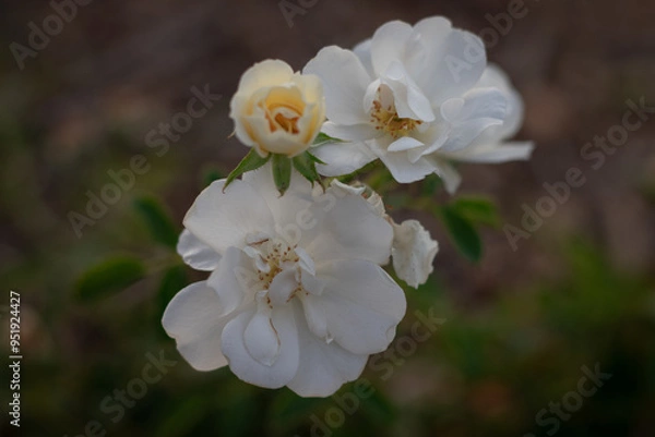 Obraz white cherry blossom