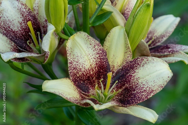Fototapeta Burgundy and yellow Easy Spot lily flowers blooming closeup in the garden in the backyard. 