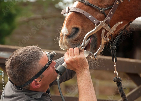 Fototapeta Equine Dentist