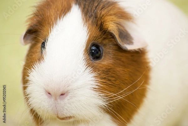 Fototapeta Guinea pig on a green background