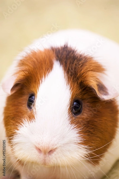 Obraz Guinea pig on a green background