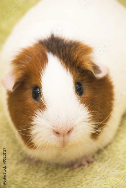 Fototapeta Guinea pig on a green background
