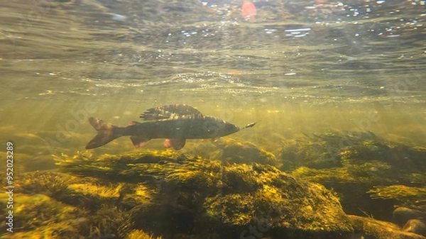 Fototapeta Grayling fighting underwater in shallow water. Grayling was caught and hooked from Arctic river by fisherman in Lapland in Sweden in Kiruna region in August 2021.