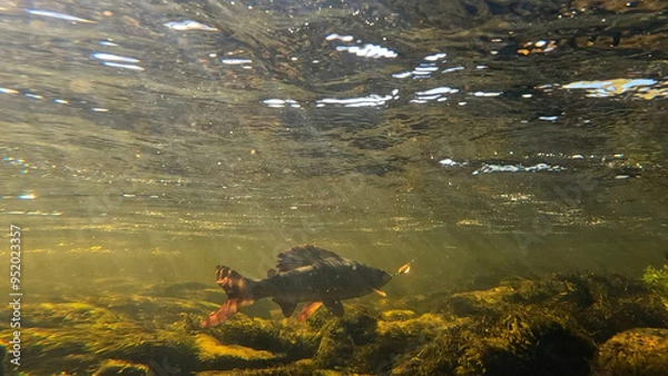 Fototapeta Grayling fighting underwater in shallow water. Grayling was caught and hooked from Arctic river by fisherman in Lapland in Sweden in Kiruna region in August 2021.