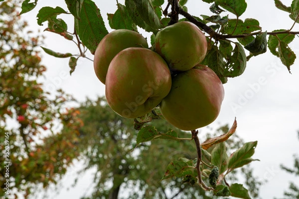 Fototapeta Nicht perfektes Bio Obst