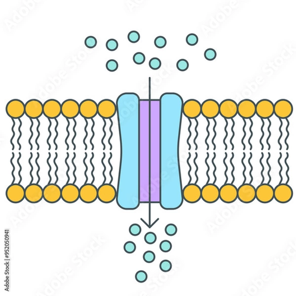 Obraz active and pasivve transport