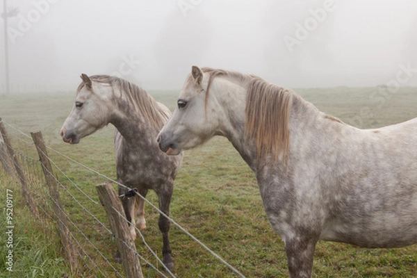 Fototapeta Two white spotty horses in the field in the fog, selective focus