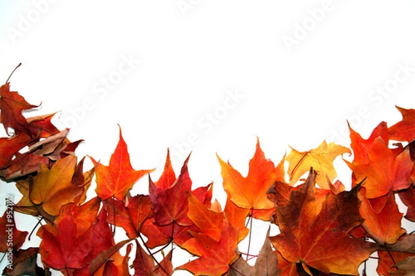 Obraz Autumn burst 2