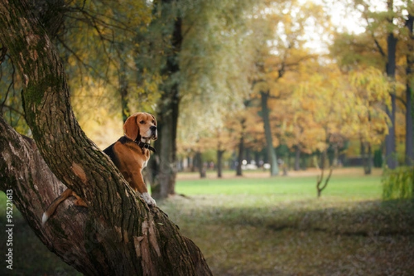 Fototapeta Dog Beagle walking in autumn park