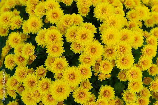 Fototapeta 黄色の小菊