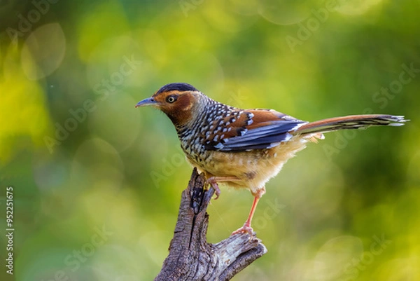 Fototapeta Spotted laughingthrush