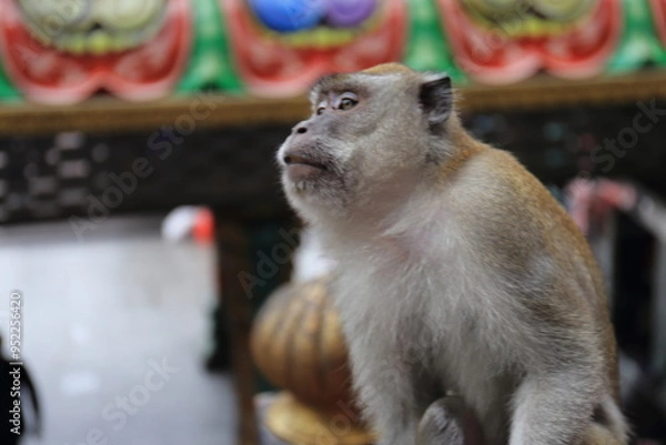 Obraz Monkeys living in the Batu Caves in Malaysia