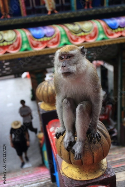 Obraz Monkeys living in the Batu Caves in Malaysia