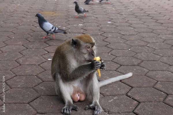 Obraz Monkeys living in the Batu Caves in Malaysia